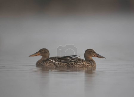 Photo for Ducks swimming in the water on the lake - Royalty Free Image