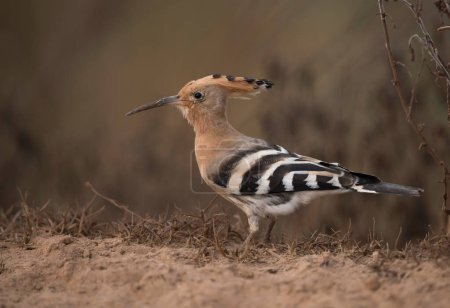 Téléchargez les photos : Oiseau Huppe fasciée dans leur habitat naturel - en image libre de droit