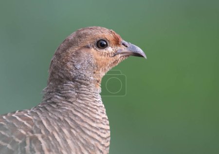 Photo for Close up portrait of grey francolins in morning - Royalty Free Image