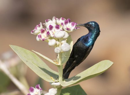Téléchargez les photos : Oiseau pourpre (Nectarinia asiatica) dans l'habitat naturel - en image libre de droit