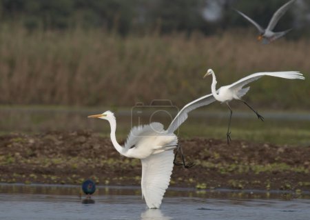 Photo for Flock of great Egrets fishing - Royalty Free Image