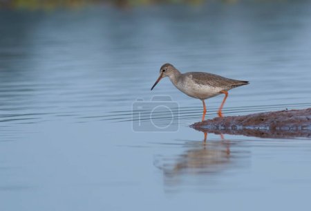 Photo for Spotted Red shank at natural habitat - Royalty Free Image