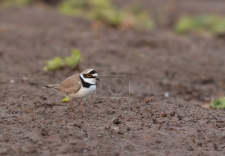 Photo for Little ringed plover, close up - Royalty Free Image