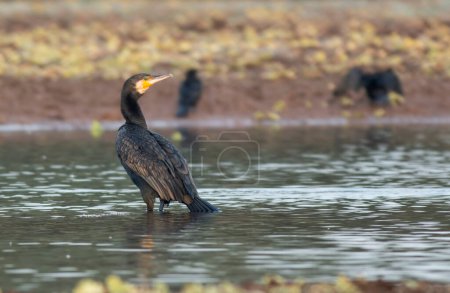 Téléchargez les photos : Grand Cormoran dans le lac à l'habitat naturel - en image libre de droit