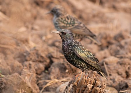 Photo for Common starling -Sturnus vulgaris at natural habitat - Royalty Free Image