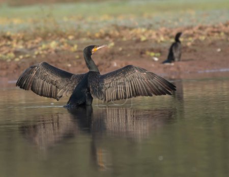 Téléchargez les photos : Grand Cormoran dans l'habitat naturel - en image libre de droit