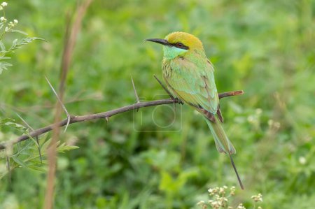 Photo for Little green bee eater bird in natural habitat - Royalty Free Image