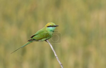 Photo for Little green bee eater bird in natural habitat - Royalty Free Image