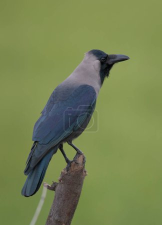 Téléchargez les photos : Corneille domestique Corvus splendens - en image libre de droit