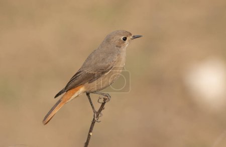 Photo for Common redstart female bird on perch - Royalty Free Image