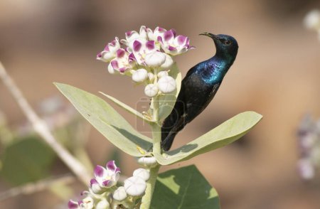 Téléchargez les photos : Oiseau pourpre (Nectarinia asiatica)
) - en image libre de droit