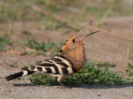 Foto de Hoopoe pájaro cantando en hábitat natural - Imagen libre de derechos