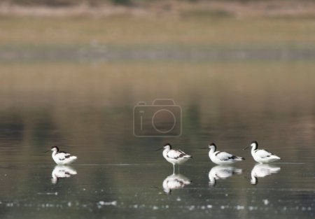 Photo for Flock of pied avocet (recurvirostra avosetta) birds in water - Royalty Free Image