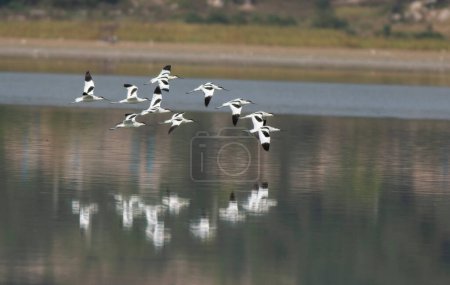 Photo for Flock of bar headed geese flying - Royalty Free Image