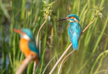 Photo for Common kingfisher (Alcedo atthis) - Royalty Free Image