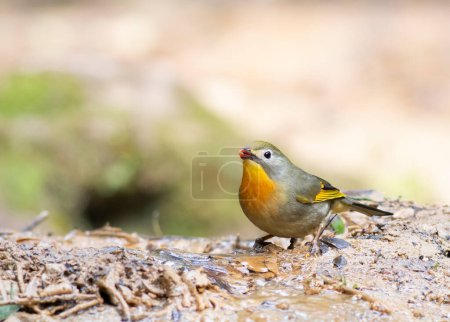 Photo for Red billed leiothrix bird - Royalty Free Image