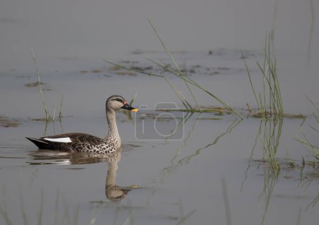 Photo for Indian spot billed duck in water - Royalty Free Image