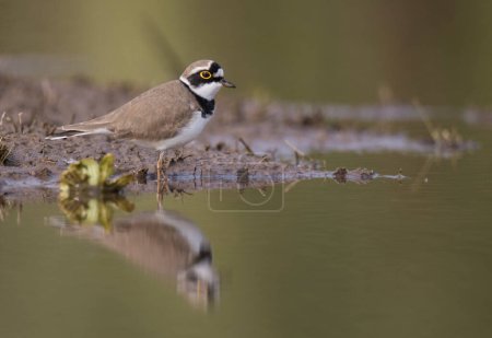 Photo for Little Ringed Plover (Charadrius dubius) close up - Royalty Free Image