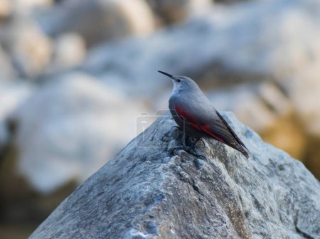 Téléchargez les photos : Mur oiseau rampant sur le rocher gros plan - en image libre de droit