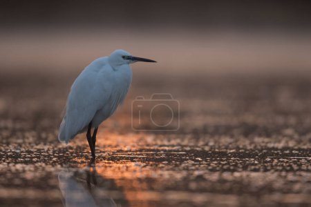 Photo for A closeup shot of a great egret on a lake - Royalty Free Image