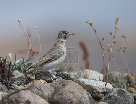 Foto de Vista panorámica de hermoso pájaro en la naturaleza - Imagen libre de derechos