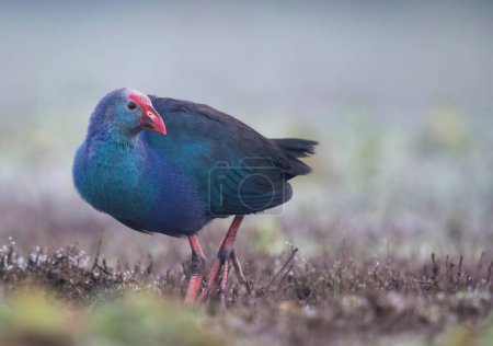 Photo for Grey-headed swamphen (Porphyrio poliocephalus) in nature - Royalty Free Image