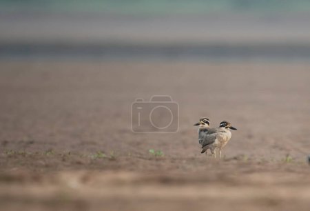Photo for The great stone-curlew or great thick-knee on the field - Royalty Free Image