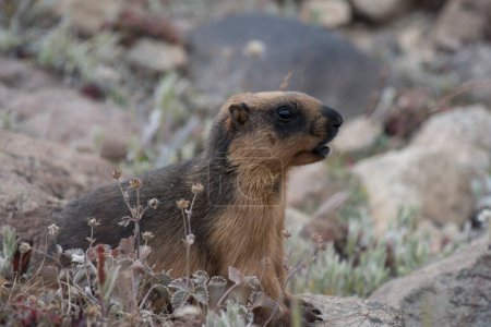 Photo for Himalayan golden marmot on his natural habitat - Royalty Free Image