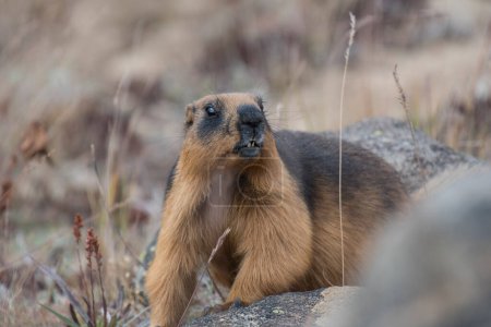 Téléchargez les photos : Marmotte dorée de l'Himalaya sur son habitat naturel - en image libre de droit