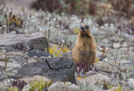 Himalayan golden marmot on his natural habitat