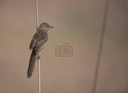 Photo for Scenic view of beautiful bird at nature - Royalty Free Image