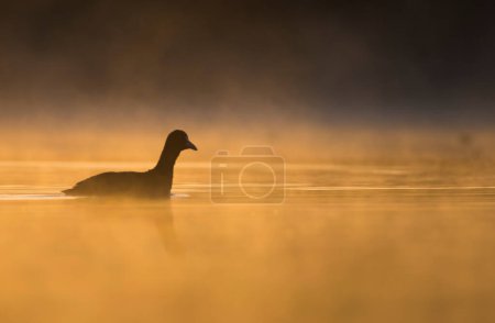 Téléchargez les photos : Oiseau-pied pendant le lever du soleil orange sur un lac brumeux - en image libre de droit