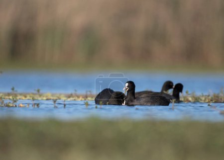 Foto de Bandada de aves cormoranes en el lago - Imagen libre de derechos