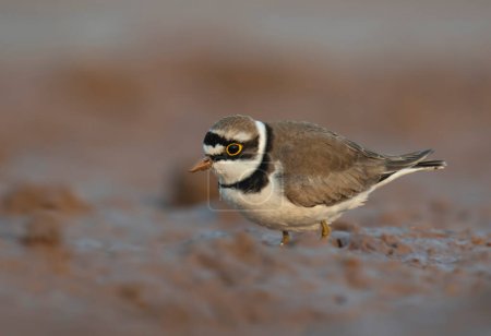 Photo for Little ringed plover, close up - Royalty Free Image