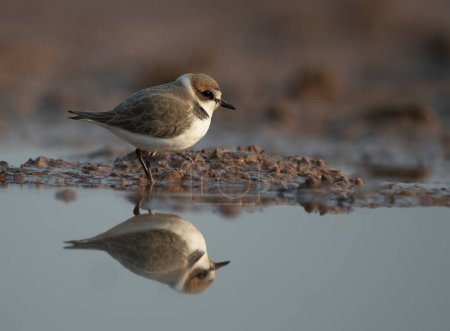 Foto de Plover Kentish en el estanque en hábitat natural - Imagen libre de derechos