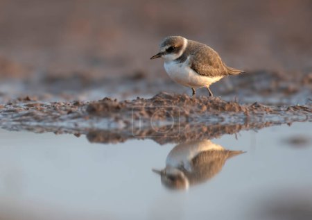 Photo for Kentish plover on the pond in natural habitat - Royalty Free Image