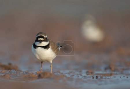 Téléchargez les photos : Little ringed plover (Charadrius dubius) in wetland - en image libre de droit