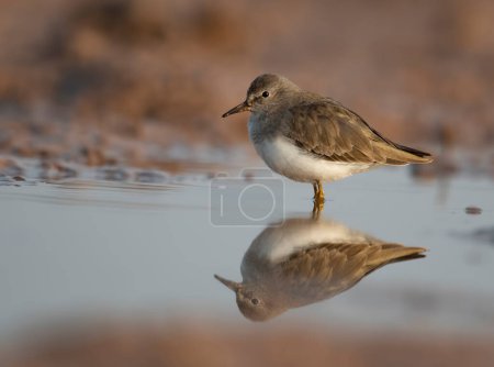 Photo for Little stint on the pond in natural habitat - Royalty Free Image