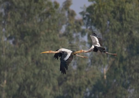 Foto de Dos cigüeñas pintadas volando - Imagen libre de derechos