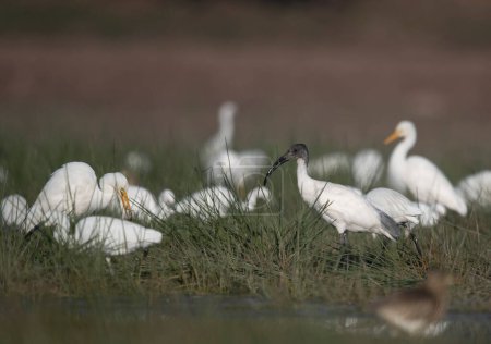Photo for Black headed ibis and egrets in the grass - Royalty Free Image
