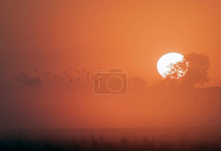 Téléchargez les photos : Troupeau d'oiseaux volant au lever du soleil - en image libre de droit