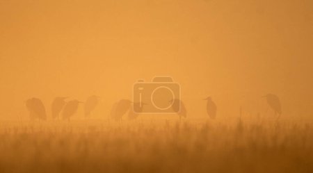 Foto de Siluetas de aves en el campo - Imagen libre de derechos