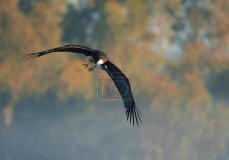 Photo for Woolly-necked stork in a flight - Royalty Free Image