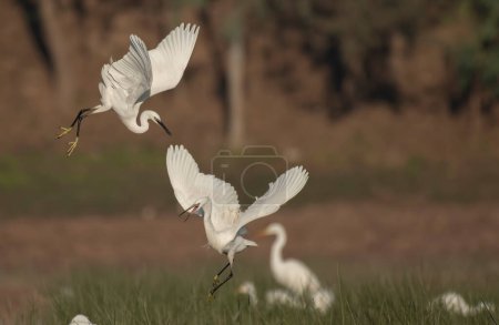 Photo for View of Little Egrets Fighting - Royalty Free Image