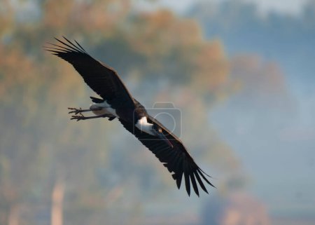 Photo for Woolly-necked stork in a flight - Royalty Free Image