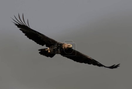 Téléchargez les photos : Aigle impérial de l'Est volant - en image libre de droit