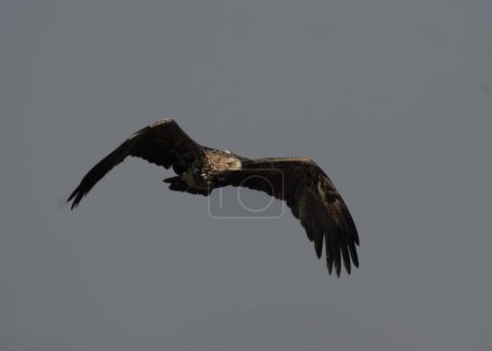 Téléchargez les photos : Aigle impérial de l'Est volant - en image libre de droit