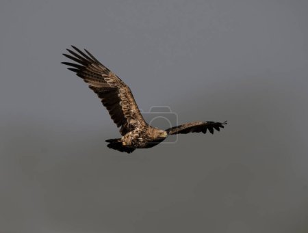 Photo for Eastern imperial eagle flying - Royalty Free Image