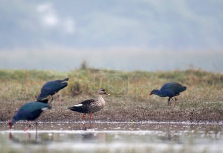 Photo for Indian spot billed ducks and moorhens - Royalty Free Image