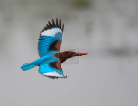 Téléchargez les photos : Kingfisher à gorge blanche Vue aérienne - en image libre de droit